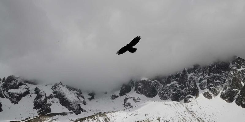 二手车49与车95：揭秘数字背后的二手车服务新趋势