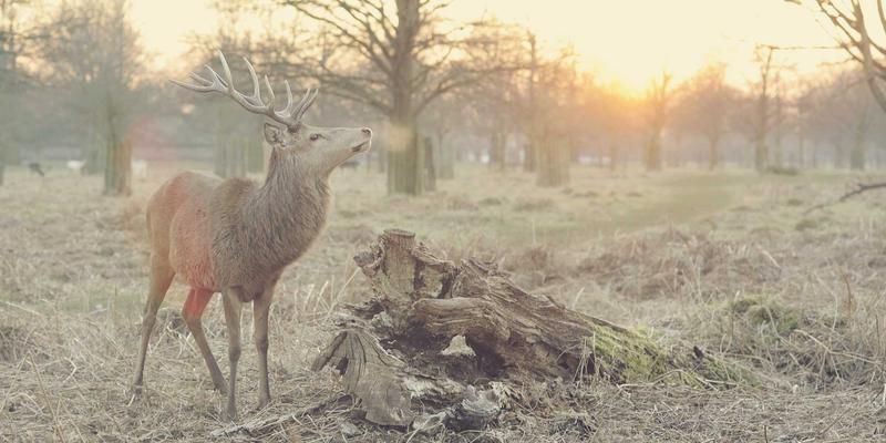 二手车评估指南：如何慧眼识珠，挑选有潜力的经典老车进行翻新收藏