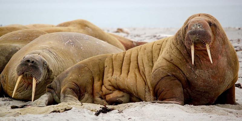 冷门但超值的二手车推荐：被低估的优质车型深度盘点 | 二手车买卖与评估指南