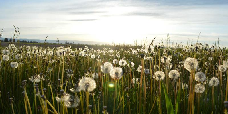 拍卖渠道购买二手车指南：政府与租赁公司拍卖的流程、风险与专业二手车评估技巧